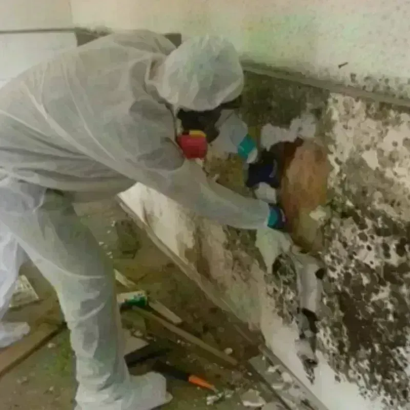 Mold Remediation and Removal in Barberton, WA